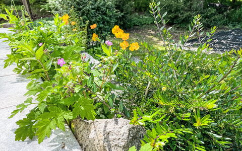 Seeglück: Arbuste, Couverture De Sol, Jardin, Plante Herbacée, Wildflower, Cour, Arrière-Cour