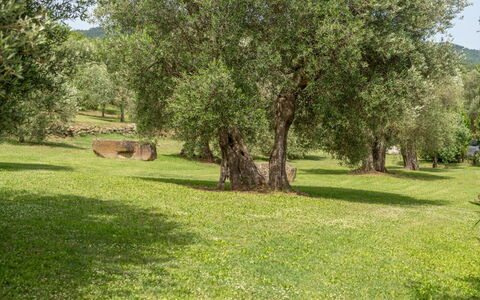 Villa Domus Papi: Arbre, Herbe, Prairie, Plaine, Tronc, Réserve Naturelle, Suppression Des Plantes Ligneuses, Prairie, Pâturage