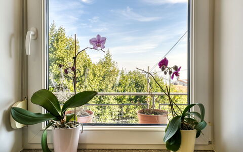 Željko: Pot De Fleur, Plante D'Appartement, Vase, Daylighting, Floristique, Balcon, Art Floral