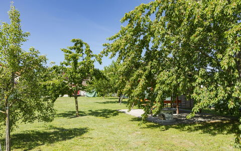 Gyula: Jardin, Suppression Des Plantes Ligneuses, Pelouse, Parc, Plantation