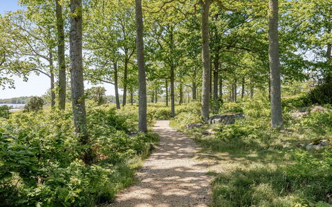 Väbynäs: Feuille, Arbre, Vert, Environnement Naturel, La Nature, Branche, Végétation, Paysage Naturel, Arbuste, Communauté Des Plantes