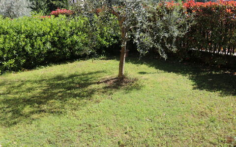 Romeo e Giulietta: Herbe, Arbuste, Jardin, Pelouse, Lot Terre, Communauté Des Plantes, Couverture De Sol, Arrière-Cour