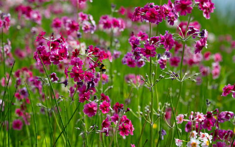 Farmburn Bothy: Fleur, Pétale, Rose, Printemps, Plante À Fleurs, Violet, Jardin, Fermer, Wildflower