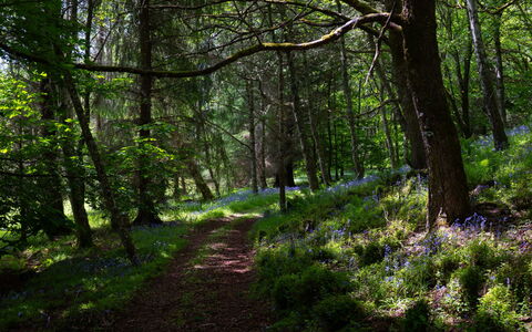 Farmburn Bothy: Feuille, La Nature, Environnement Naturel, Branche, Vert, Arbre, Paysage Naturel, Bois, Végétation