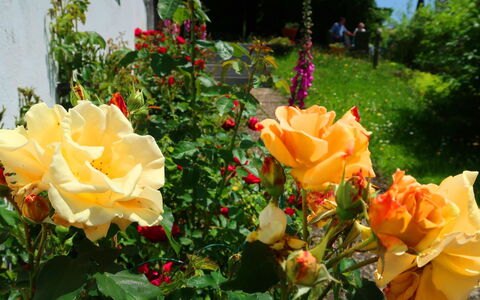 Blackforest Birdnest: Fleur, Pétale, Jaune, Vert, Roses Jardin, Arbuste, Jardin, Rose, Plante À Fleurs, Printemps