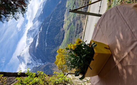 Dorfstrasse 97 2. Og Süd: Pétale, Chaîne De Montagnes, Printemps, Alpes, Vallée, Floristique, Crête, Wildflower, Pot De Fleur