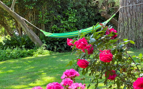 Casa Delle Chicche - Imperia: Vert, Fleur, Pétale, Arbuste, Jardin, Rose, Printemps, Roses Jardin, Couverture De Sol