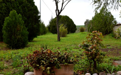 Casa Carletto, Abruzzo: Feuille, Arbuste, Jardin, Communauté Des Plantes, Suppression Des Plantes Ligneuses, Aménagement Paysager, Plante Herbacée, Pelouse, Arrière-Cour