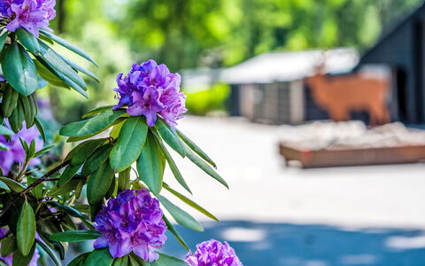 Douglas: Pétale, Printemps, Violet, Jardin, Jardin Botanique