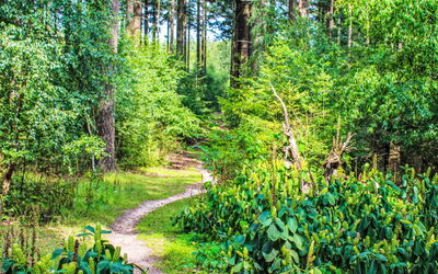 Veluwe