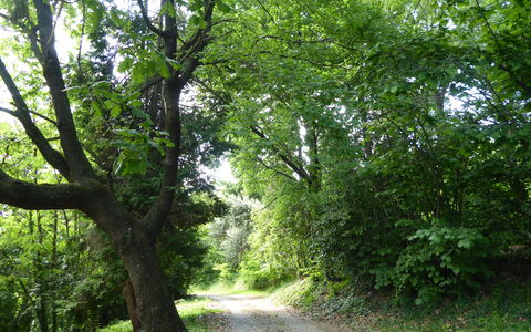 Casa Ballo delle Streghe, Garden, Montebelluna: Feuille, Arbre, Environnement Naturel, Vert, Branche, La Nature, Végétation, Route, Forêt, Piste