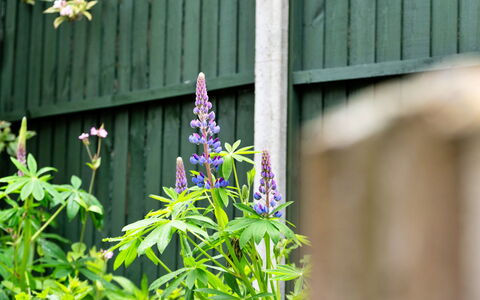 The Grove Annexe: Fleur, Pétale, Plante À Fleurs, Couverture De Sol, Violet, Jardin, Wildflower, Plante Herbacée