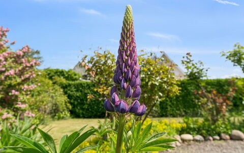 Keld - 350M from the Sea: Fleur, Jaune, Pétale, Rose, Plante À Fleurs, Violet, Jardin, Wildflower, Plante Herbacée