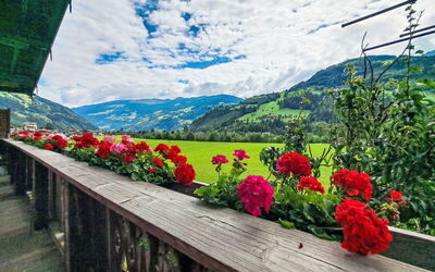 Hippach 718: Montagnes Relief, Fleur, Colline, Chaîne De Montagnes, Vallée, Printemps, Pétale, Station De Montagne, Crête, Jardin