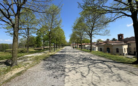 Il Cervo In Città: Arbre, Branche, Surface De La Route, Route, Asphalte, Rue, Tronc, Allée, Piste, Sol