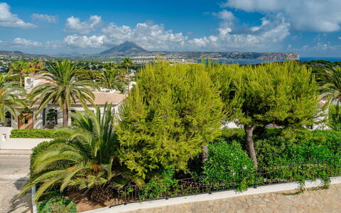 Vista Panoramica: Vert, Feuille, Végétation, Arbuste, Suppression Des Plantes Ligneuses, Jardin, Aménagement Paysager, À Feuilles Persistantes, Tropiques
