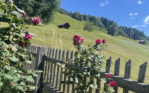 Panoramaperle: Fleur, Pétale, Printemps, Jardin, Plante À Fleurs, Clôture, Plante Herbacée, Famille Rose, Wildflower, Accueil Escrime