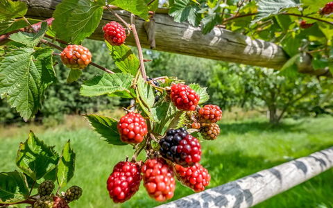 Jyrki - 100M from the Sea: Fruit, Produire, Aliments, Aliments Naturels