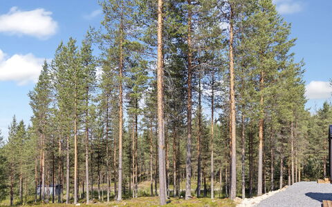 Visit Pyhä Cabins F: Arbre, Feuille, Forêt, Bosquet, Tronc, Mélèze, Nord Forest Dur, Des Bois, Suppression Des Plantes Ligneuses