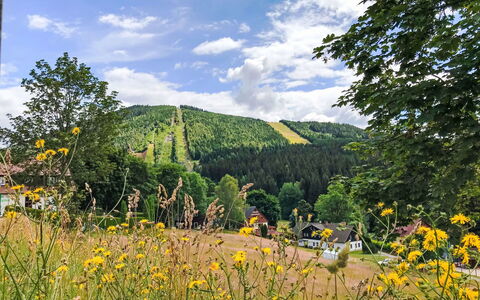 Harrachov 509: Arbre, Paysage, Forêt, Prairie, Station De Montagne, Pâturage, Mélèze, Plantation