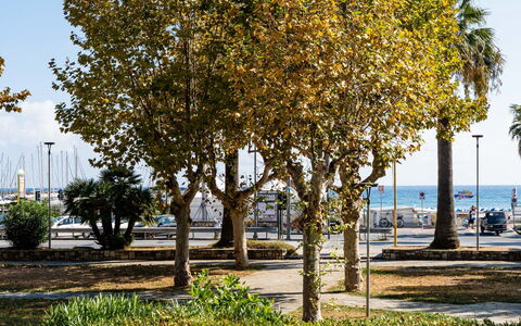 Due Passi dal Mare: Jour, Arbre, Feuille, Branche, Jaune, Ombre, Tronc, Printemps, Suppression Des Plantes Ligneuses