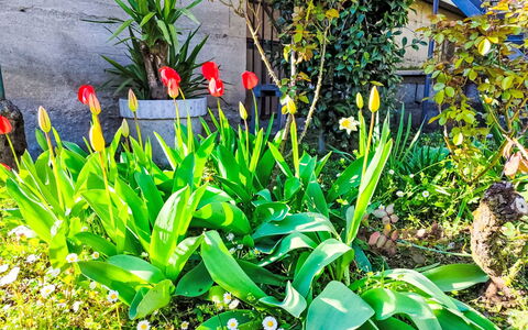 Papaveri e Papere: Fleur, Vert, Jaune, Pétale, Jardin, Plante À Fleurs, Printemps, Plante Herbacée