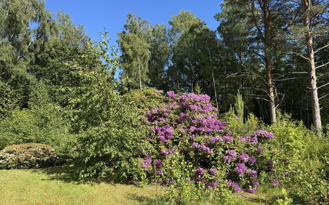 Alika - 300M from the Sea: Fleur, Végétation, Arbuste, Jardin, Communauté Des Plantes, Couverture De Sol, Printemps, Violet, Suppression Des Plantes Ligneuses, Réserve Naturelle