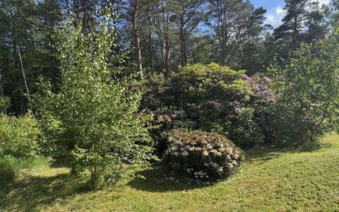 Alika - 300M from the Sea: Feuille, Végétation, Arbuste, Communauté Des Plantes, Jardin, Couverture De Sol, Printemps, Réserve Naturelle, Suppression Des Plantes Ligneuses, Forêt