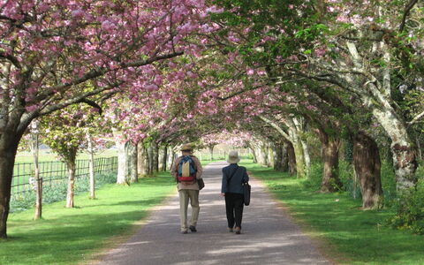 Grove Lodge No 5 (2 Bed): Fleur, La Nature, Branche, Arbuste, Printemps, Rose, Jardin, Couverture De Sol, Parc, Fleur