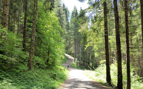 Casa Ines, Feltre: Feuille, Arbre, Vert, Environnement Naturel, Bois, Végétation, Forêt, Route, Piste