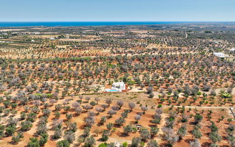 Casa Vita Bella: Arbre, Vue Du Ciel, Paysage, Photographie Aérienne, Plaine, Lot Terre, Champ, Plantation, Sol