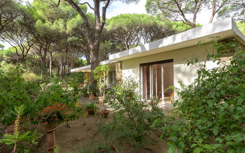 Roccamare Engel: Arbuste, Domicile, Communauté Des Plantes, Jardin, Chalet, Couverture De Sol, Biens, Suppression Des Plantes Ligneuses, Ombre, Cour