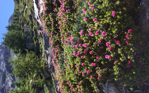 Sunstar: Fleur, Pétale, Roche, Rose, Couverture De Sol, Plante À Fleurs, Printemps, Wildflower, Jardin, Substrat Rocheux