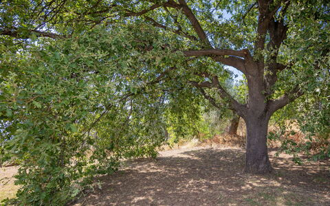 Campiglia Marittima 649: Feuille, Arbre, Branche, Végétation, Communauté Des Plantes, Tronc, Ombre, Réserve Naturelle, Suppression Des Plantes Ligneuses, Sol