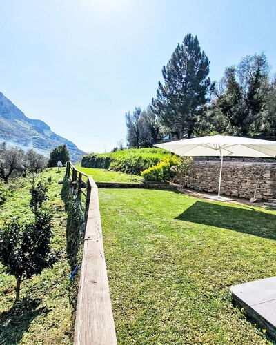 Le Radici Dell'Ulivo