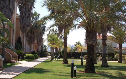 Keops: Arbre, Palmier, Herbe, Espace Public, Plante, Pelouse, Suppression Des Plantes Ligneuses, Arecales, Botanique, Bâtiment