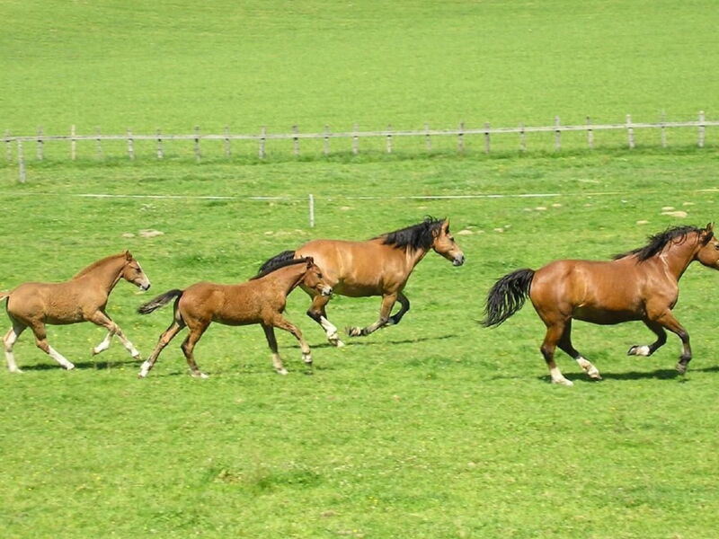 Chalet Désir, Lajoux