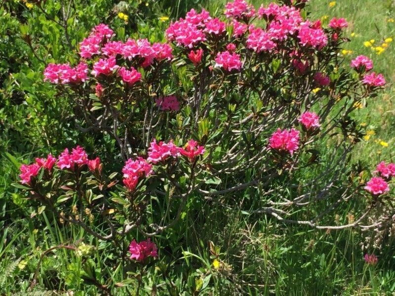 Chesa Arnica A1