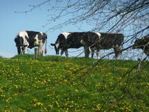 Gemütliches Ferienhaus am Deich mit Gartenzimmer