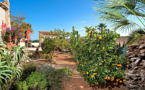 La Caissa: Végétation, Arbre, Ciel, Jardin, Botanique, Plante, Palmier, Communauté Des Plantes, Fleur, Immobilier