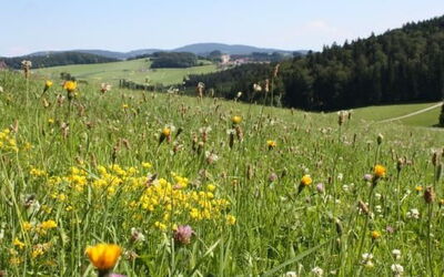 Natur