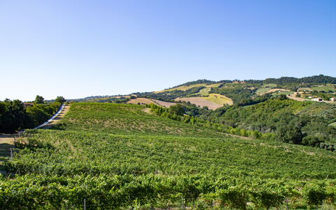 Zena Suite: Vert, Colline, Paysage Naturel, Agriculture, Plantation, Champ, Montagnes, Paysage, Zone Rurale