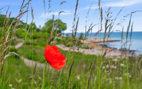 Yosefin - 50M from the Sea: Herbe, Prairie, Lot Terre, Chalet, Zone Rurale, Prairie, Batiments Jardin, Jardin, Cabanon