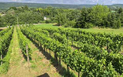 Pax: Herbe, Maison, Zone Rurale, Chalet, Toit, Domicile, Paysage, Plaine, Lot Terre