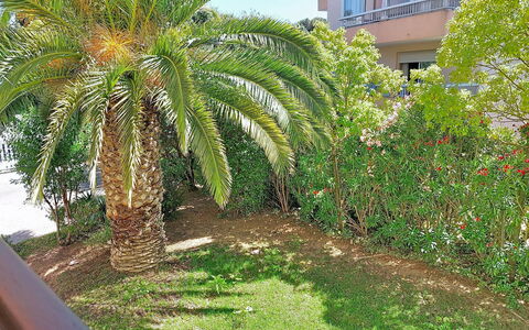 L'Iris: Jardin, Suppression Des Plantes Ligneuses, Aménagement Paysager, Cour, Jardin Botanique, Arrière-Cour