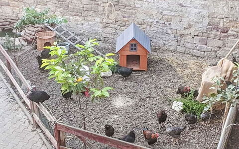 Tinkerhof Stahlhut: Jardin, Arrière-Cour, Cour, Clôture