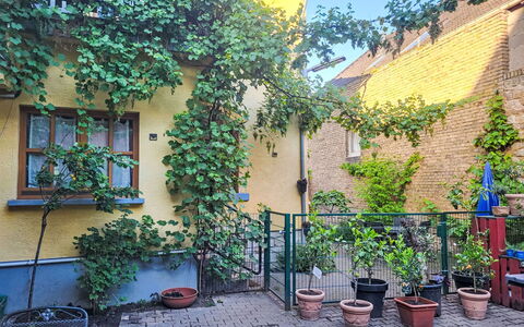 Tinkerhof Stahlhut: Vert, Arbuste, Pot De Fleur, Printemps, Plante D'Appartement, Jardin, Cour, Cour, Arrière-Cour