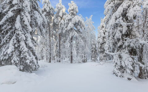 Katajamäki: Bois, L'Hiver, Neige, Domicile, Chalet, Gelé, Siding, Cabane En Rondins, La Glace