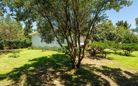 Malù House: Feuille, Branche, Végétation, Arbuste, Communauté Des Plantes, Jardin, Tronc, Printemps, Suppression Des Plantes Ligneuses, Brindille