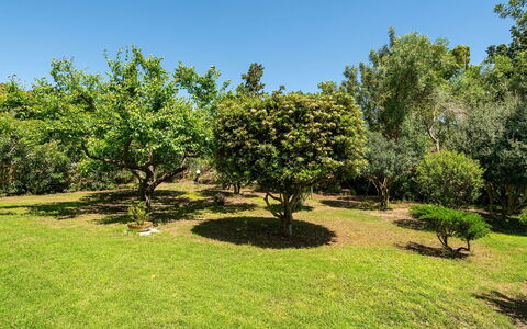 Malù House: Feuille, Environnement Naturel, Branche, Végétation, Arbuste, Communauté Des Plantes, Jardin, Plaine, Plantation, Suppression Des Plantes Ligneuses